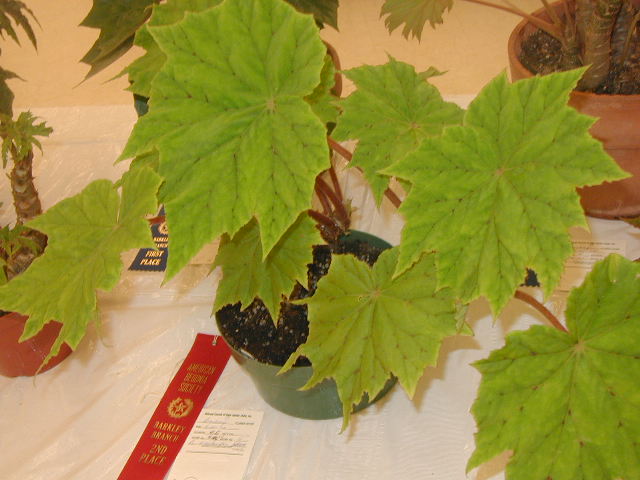 B. ‘Washington State’